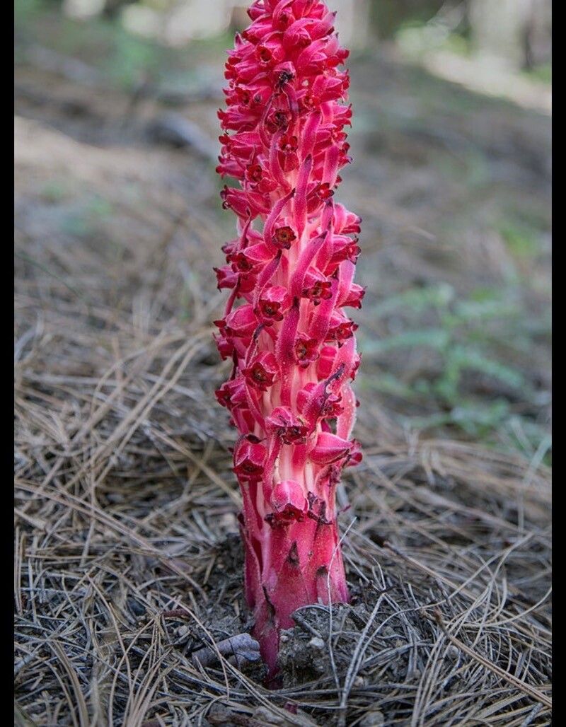 Sarcodes sanguinea flower