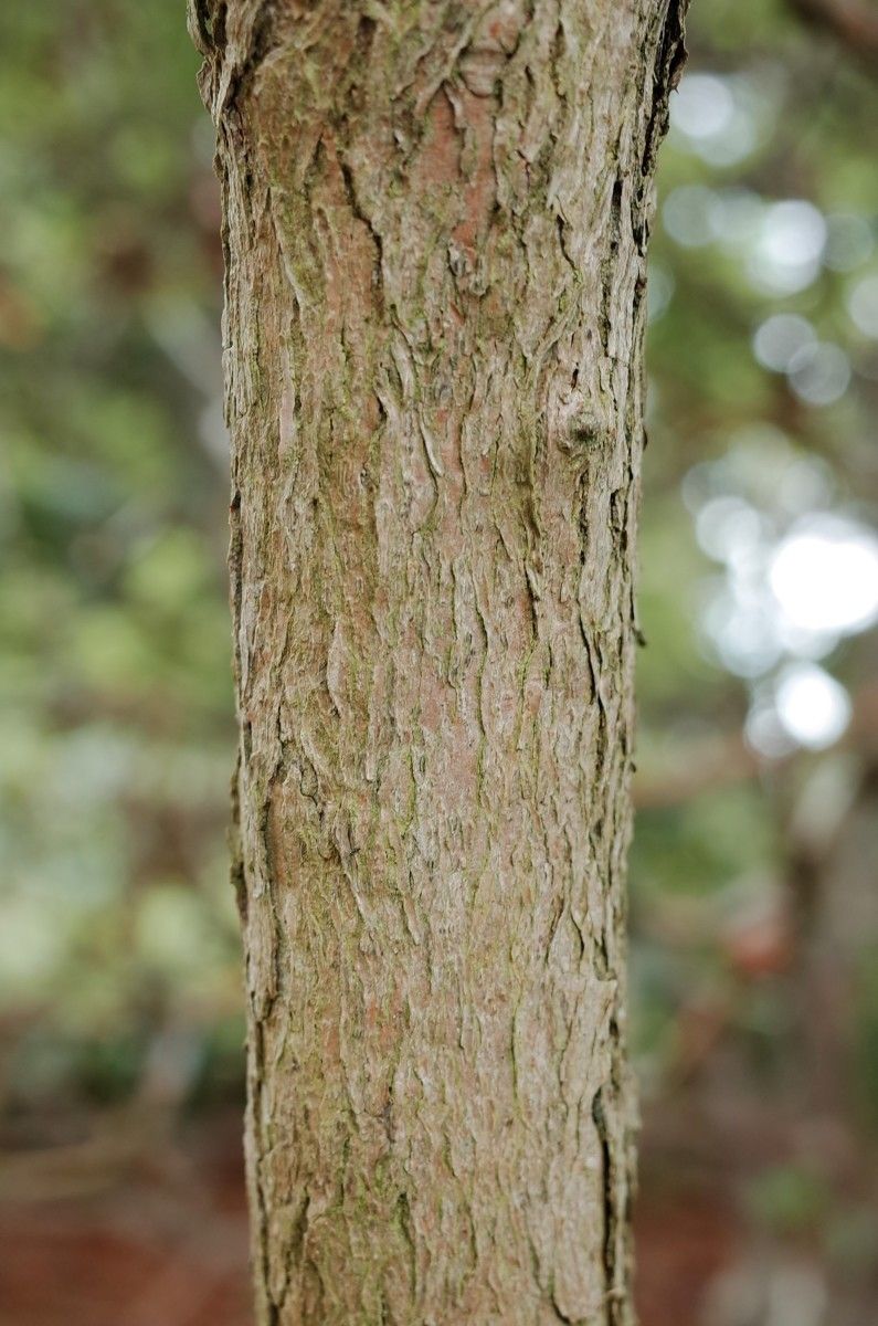 Rhododendron selense bark