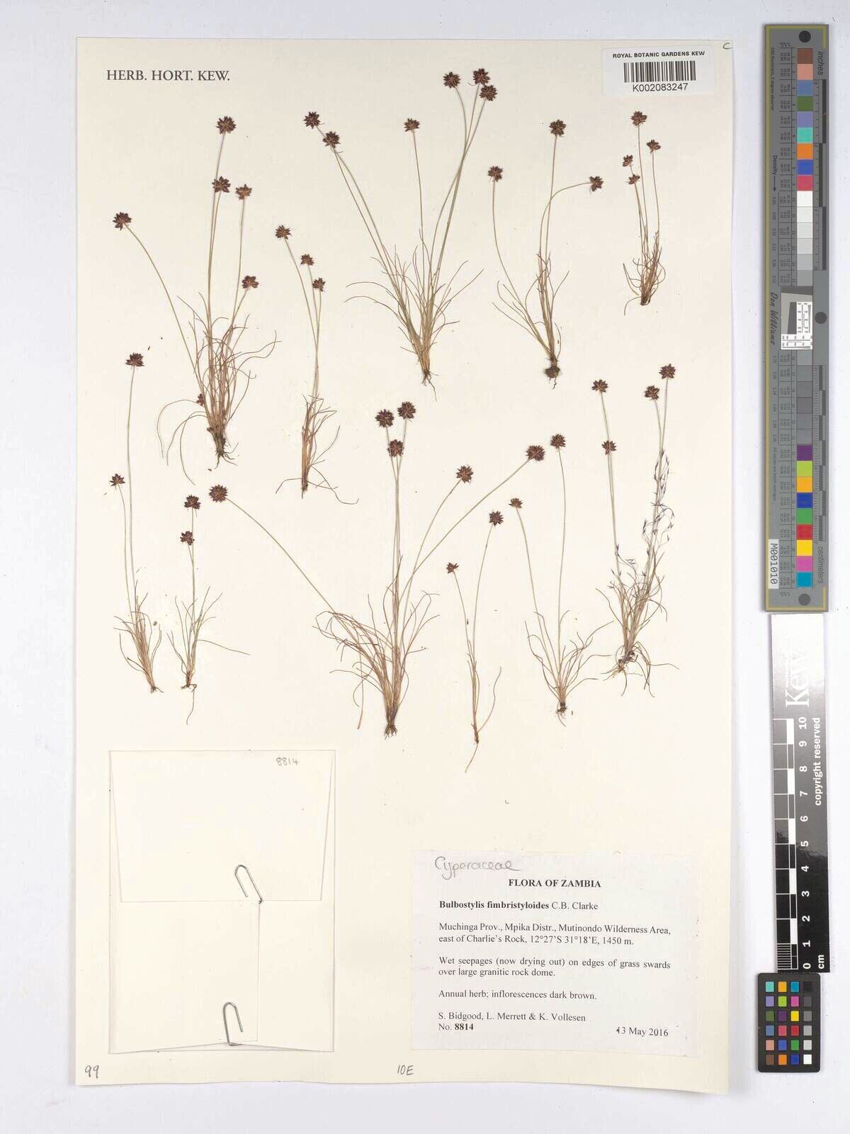 Bulbostylis fimbristyloides — houseplant care guide