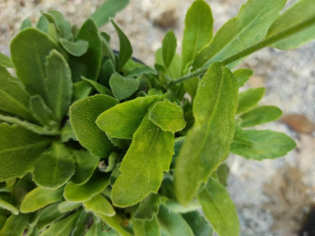 Arabis blepharophylla — houseplant care guide