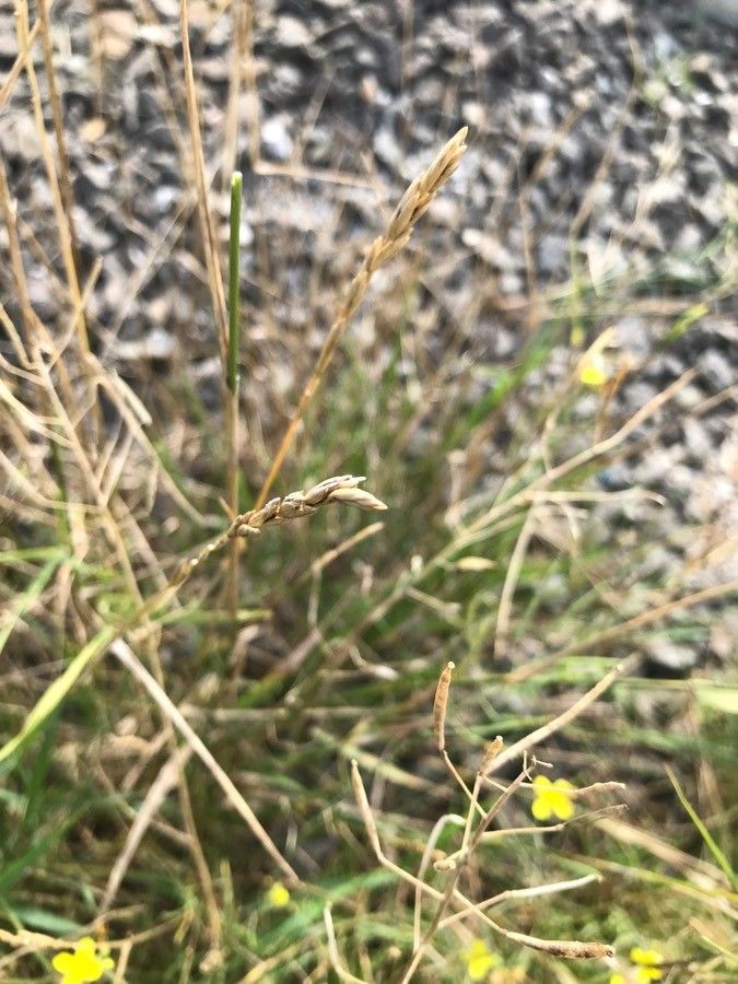 Elymus repens fruit