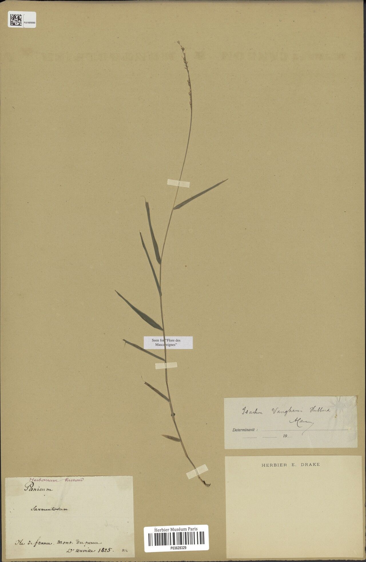 Isachne vaughanii — houseplant care guide