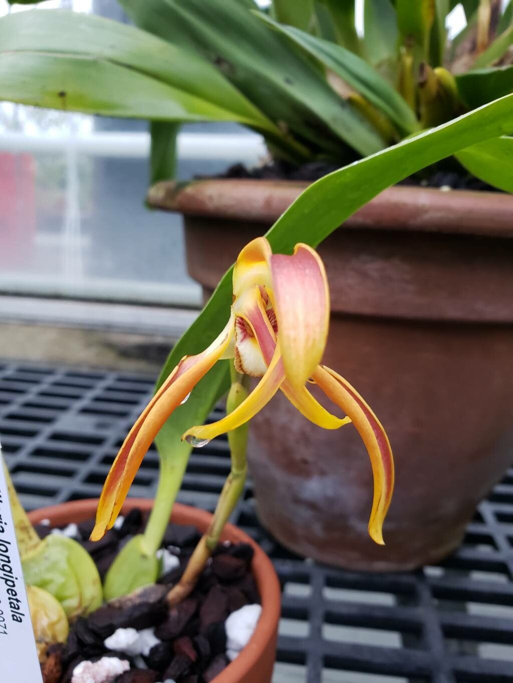 Maxillaria longipetala flower