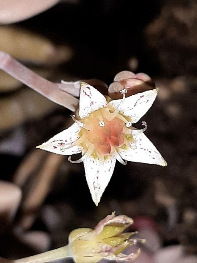 Graptopetalum superbum flower