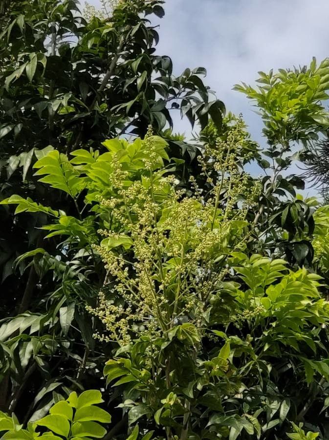 Sapindus saponaria flower