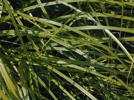 Carex laeviconica habit