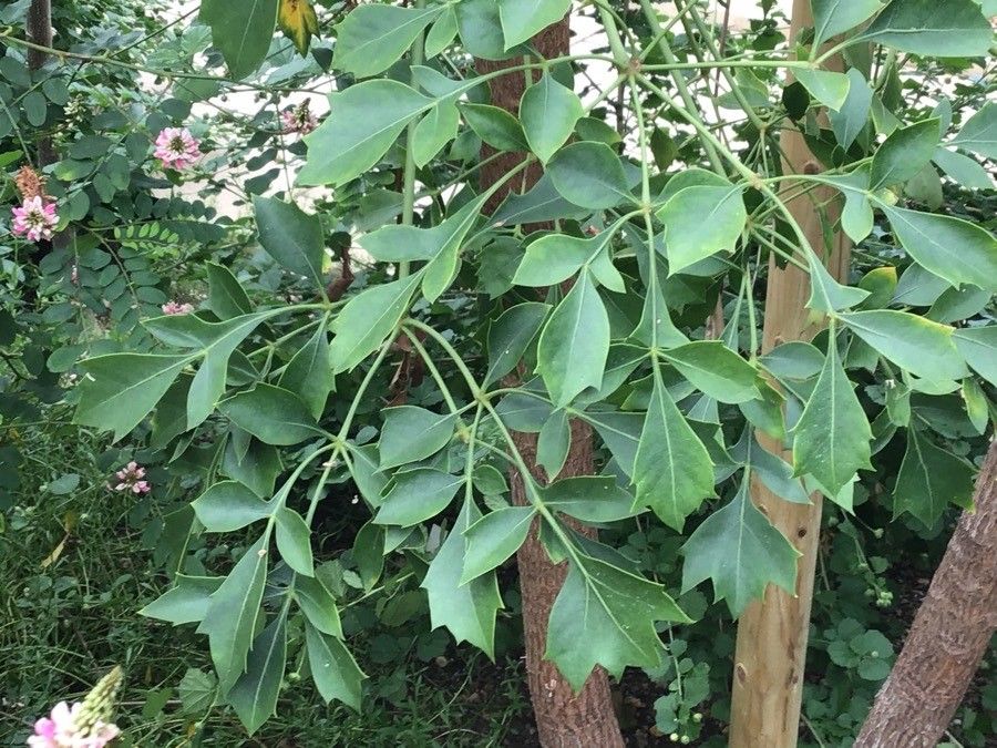 Cussonia spicata — search result for 'Araliaceae'