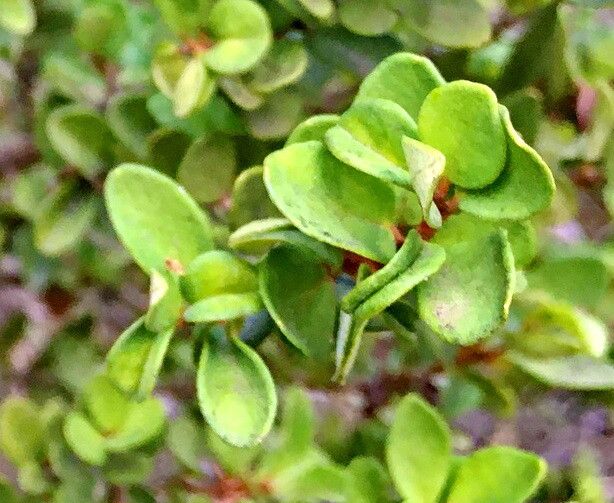 Myrceugenia obtusa — related species from the same genus