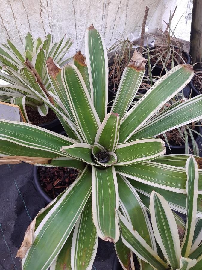 Aechmea marginalis — search result for 'Aechmea'