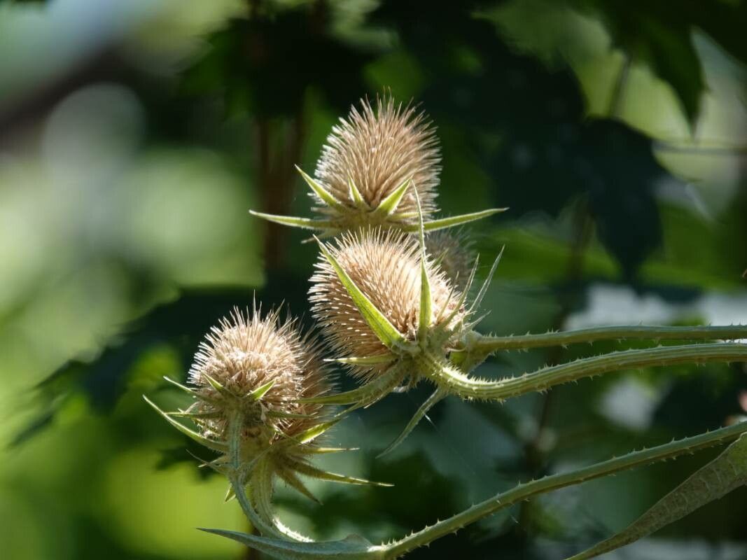 Dipsacus laciniatus fruit