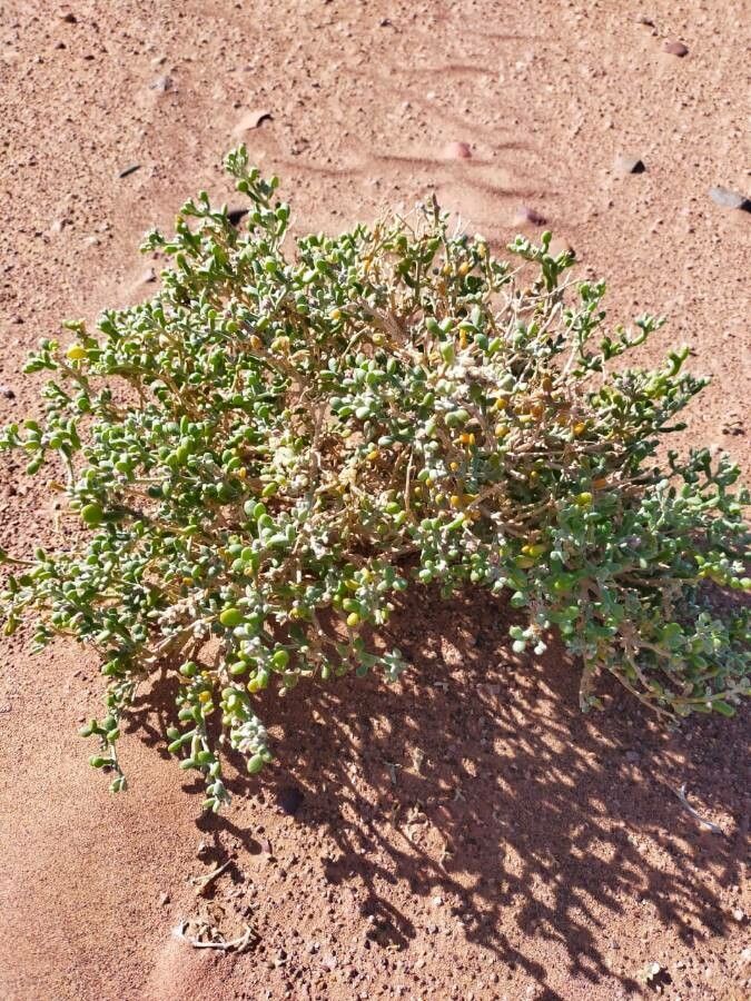 Tetraena fontanesii fruit