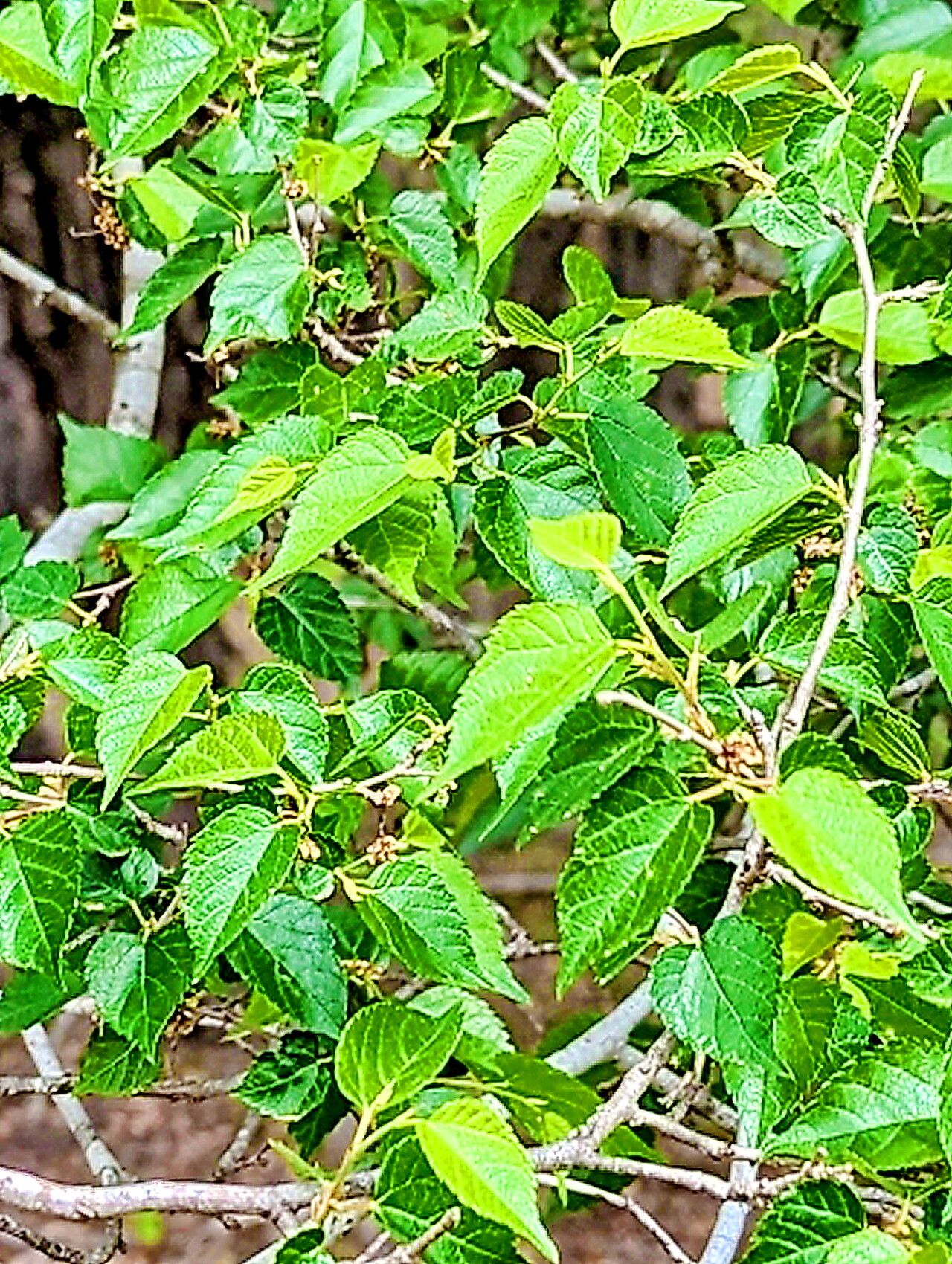 Morus microphylla — search result for 'Morus'