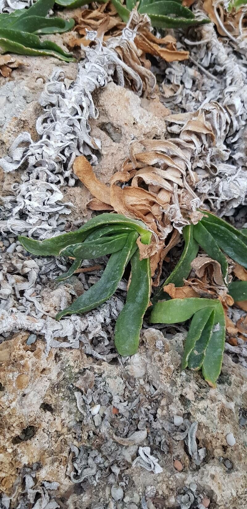 Glottiphyllum cruciatum — search result for 'Aizoaceae'