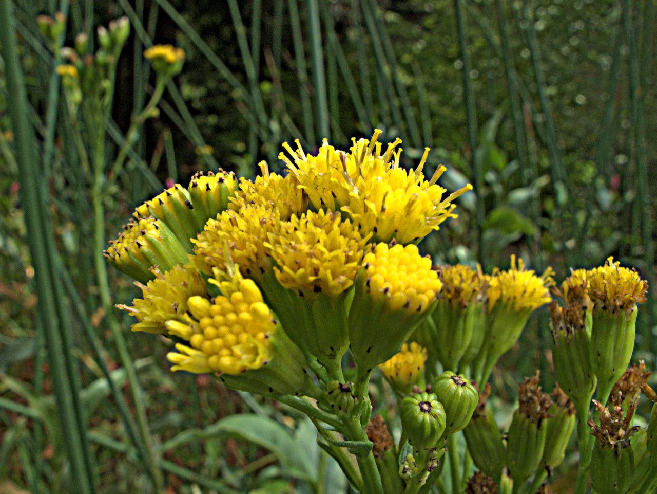Senecio hydrophilus flower