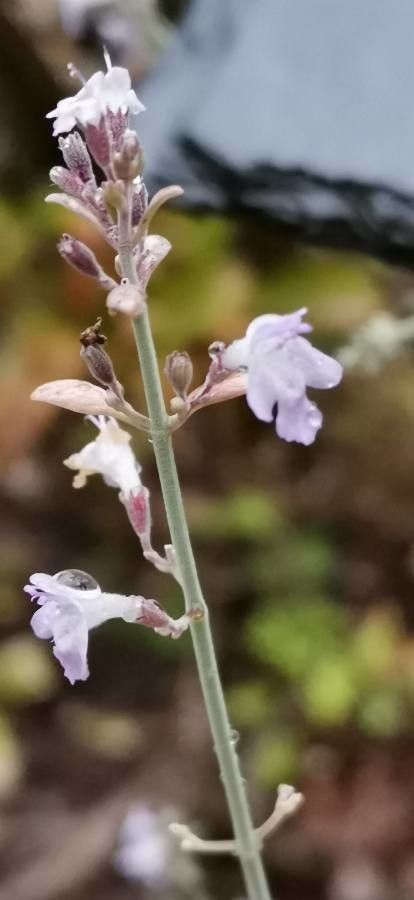 Clinopodium serpyllifolium flower