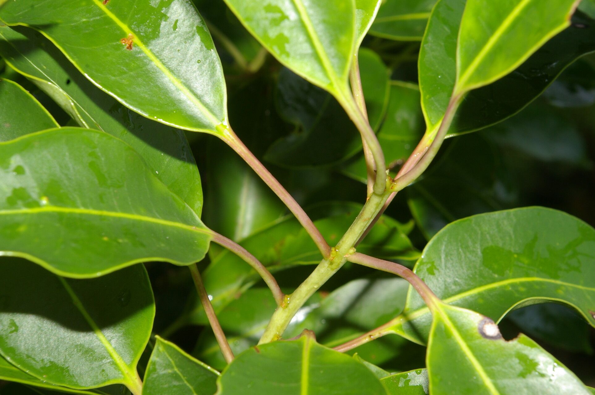 Ilex costaricensis — search result for 'Ilex'