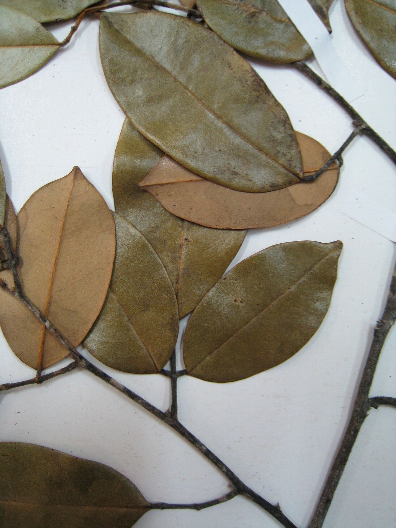 Swartzia bannia other