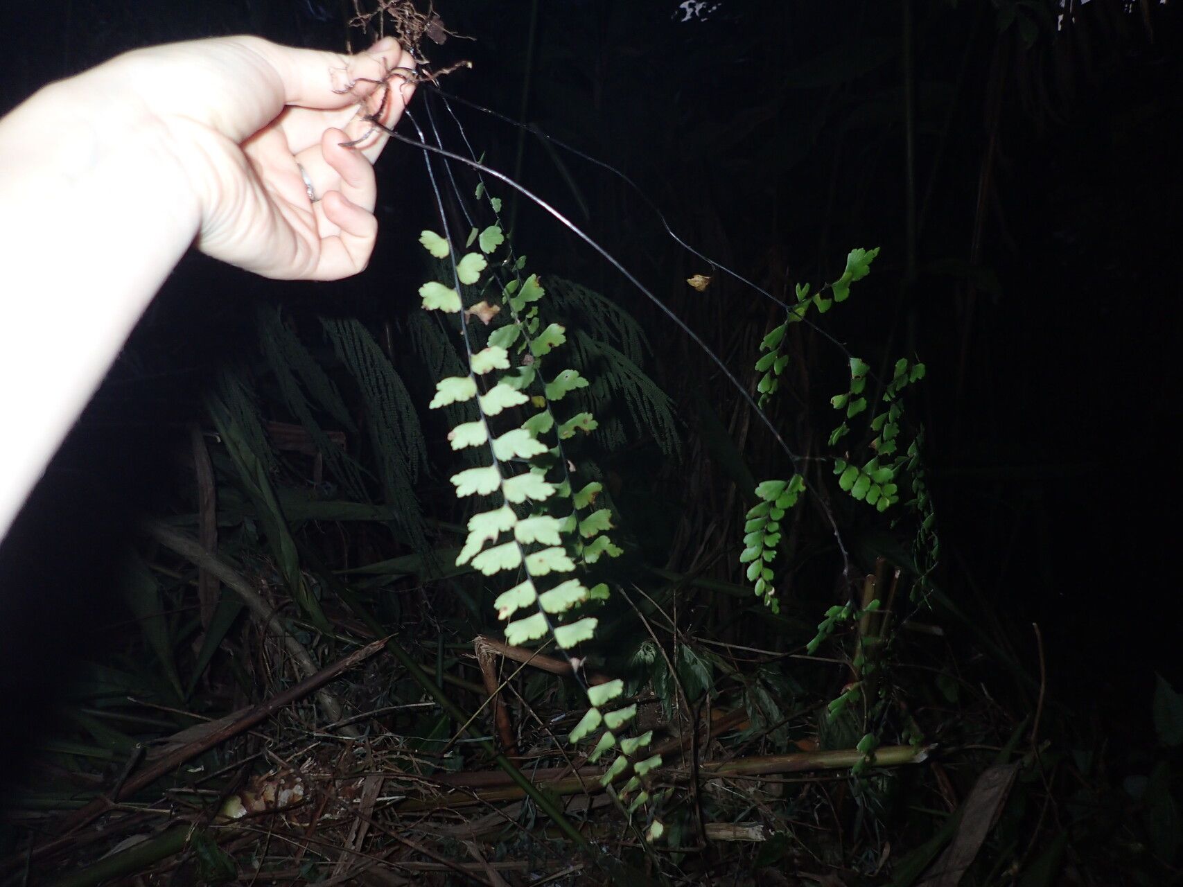 Lindsaea leptophylla — houseplant care guide