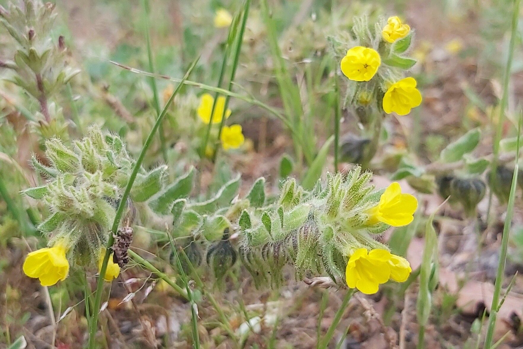 Alkanna primuliflora — houseplant care guide