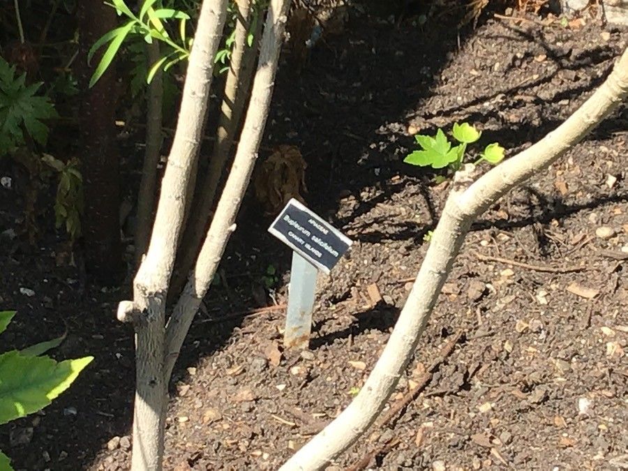 Bupleurum salicifolium bark