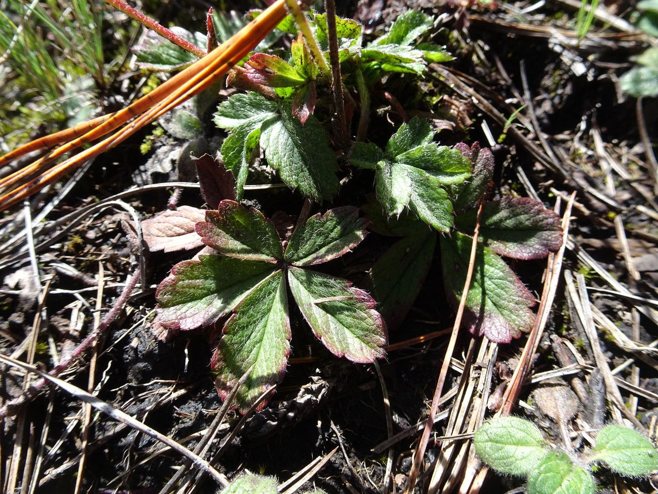 Potentilla ranunculoides leaf