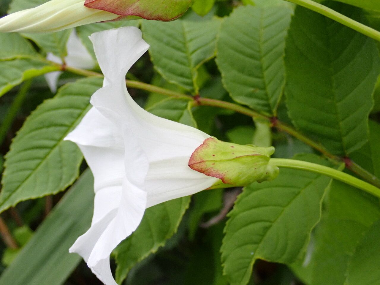 Convolvulus silvaticus flower