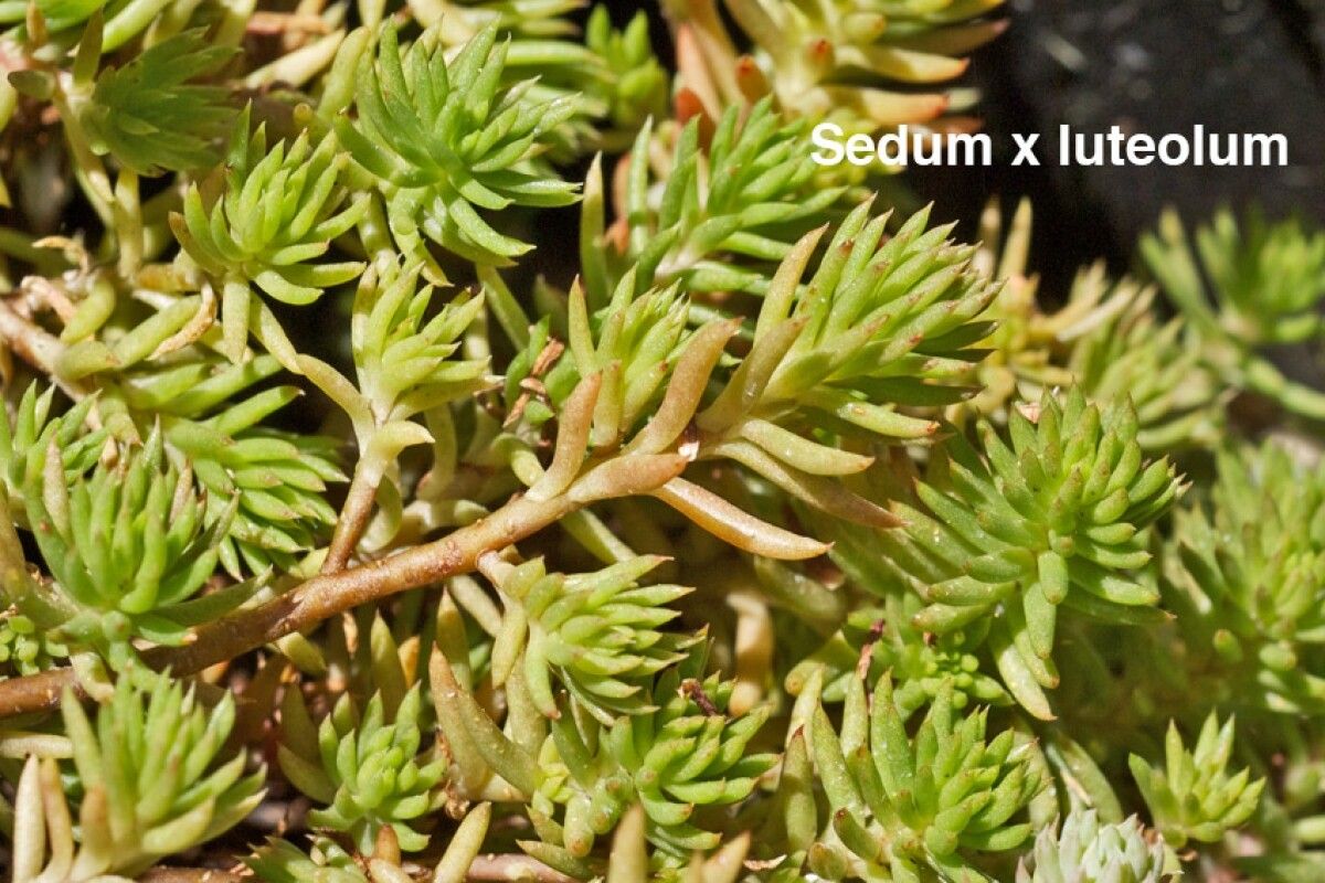 Petrosedum × luteolum — houseplant care guide