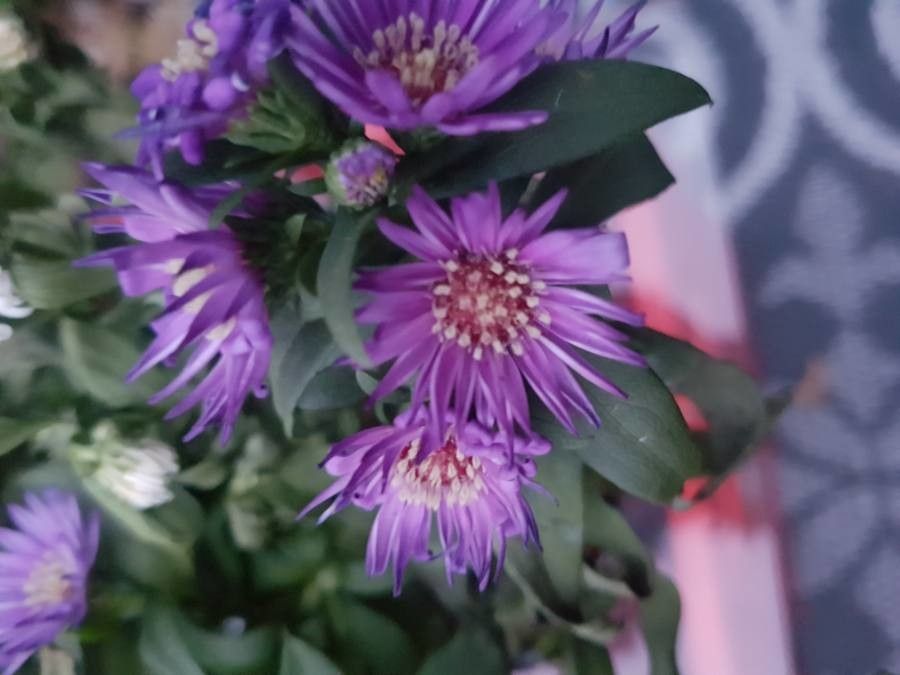 Aster trinervius flower