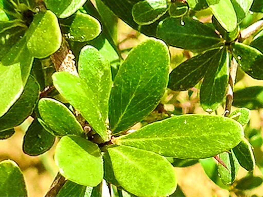 Terminalia molinetii — search result for 'Terminalia'