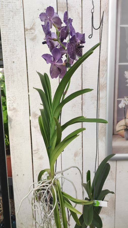 Vanda coerulescens habit