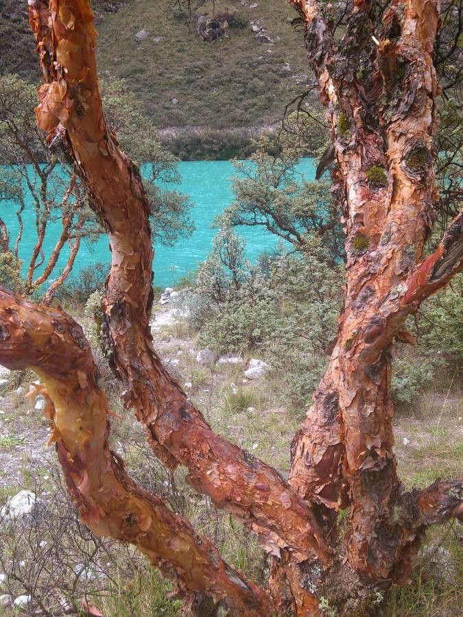 Polylepis racemosa bark