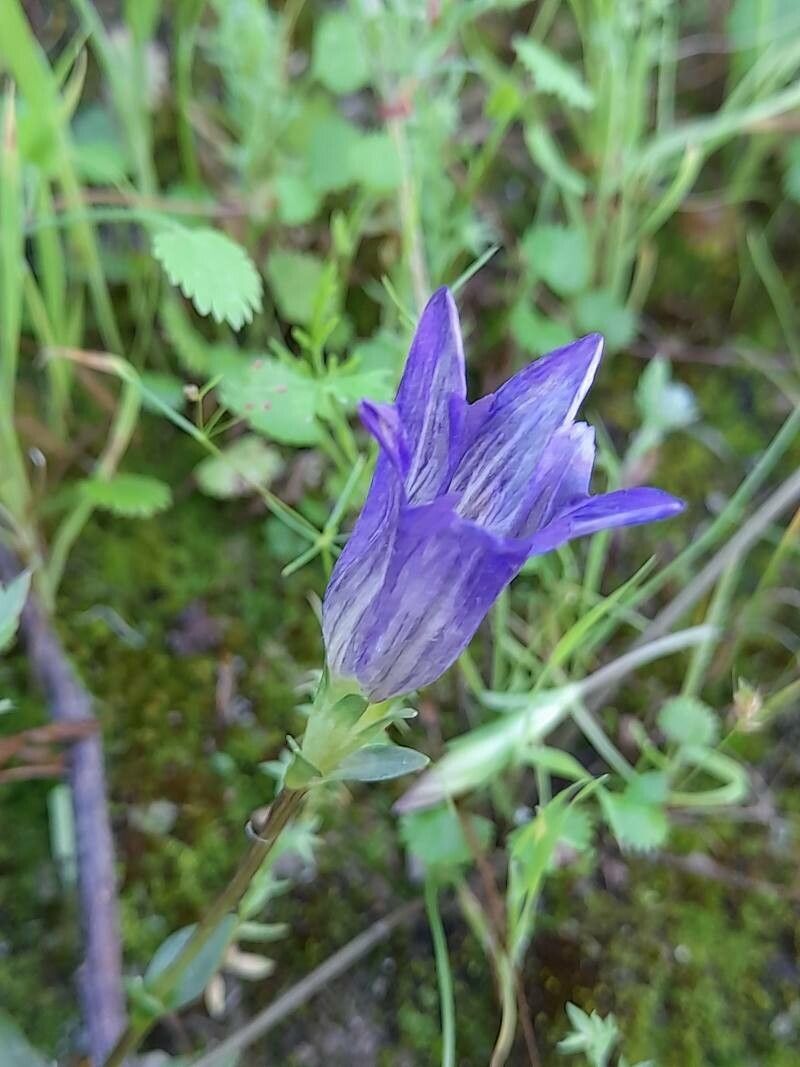 Gentiana olivieri flower