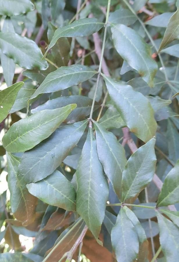 Trichilia elegans — houseplant care guide