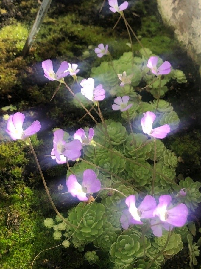 Pinguicula jaumavensis flower