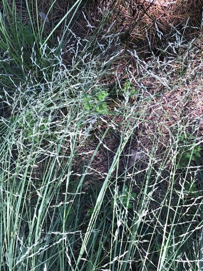 Eragrostis curvula fruit