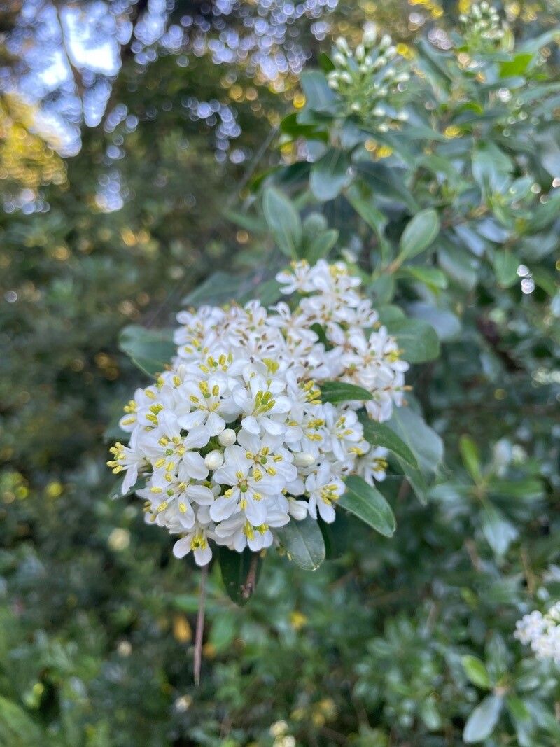 Escallonia bifida flower