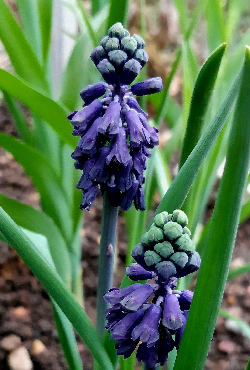 Bellevalia turkestanica — search result for 'Bellevalia'