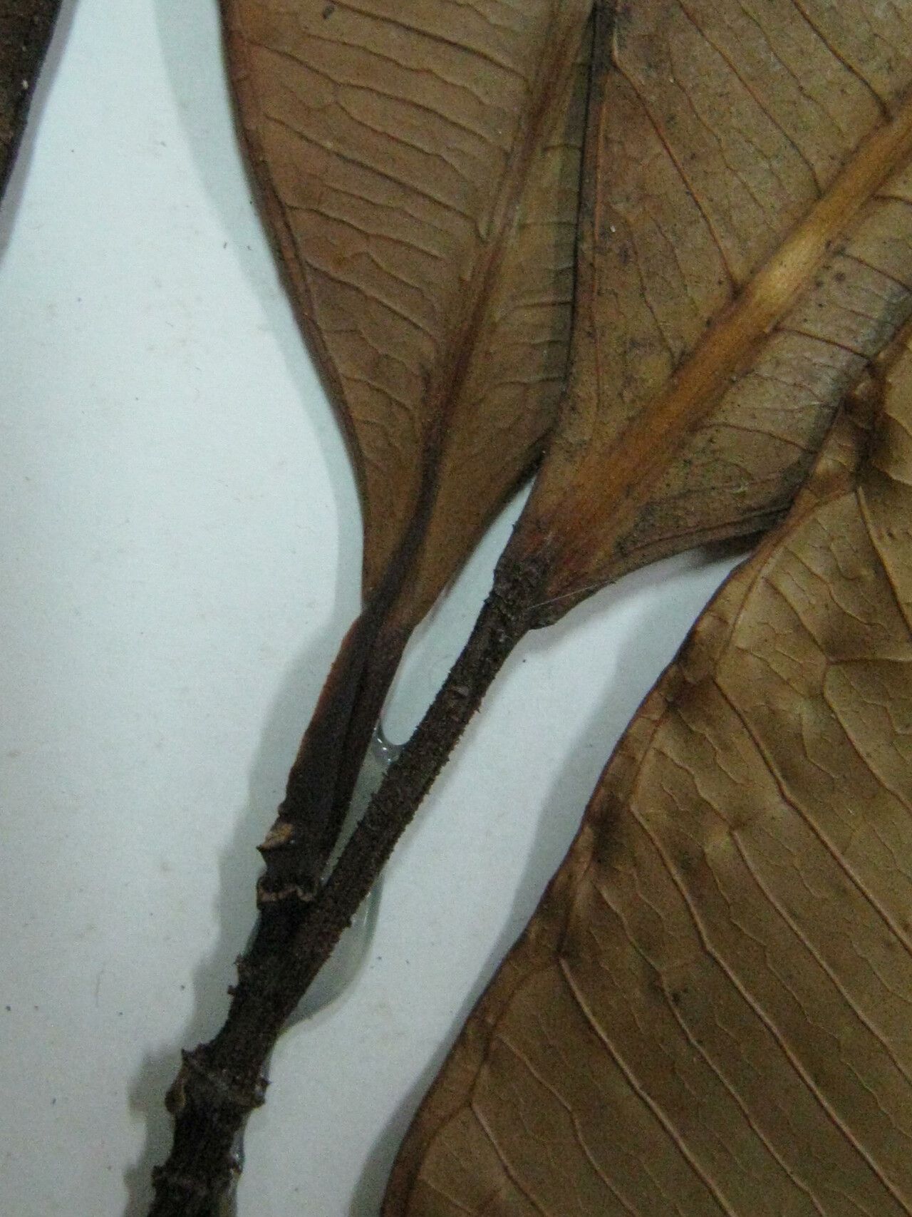Ficus pulchella — search result for 'Moraceae'
