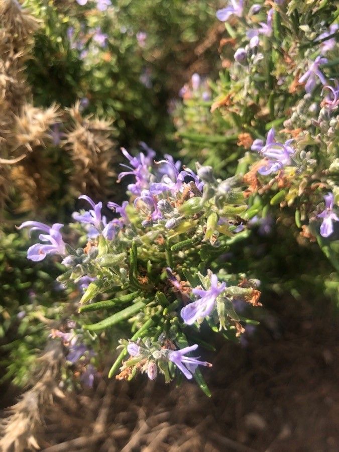 Sideritis serrata flower