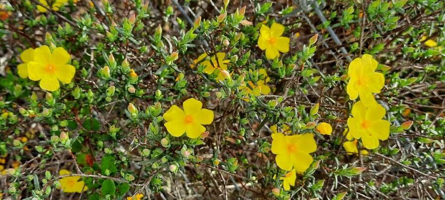 Halimium calycinum flower