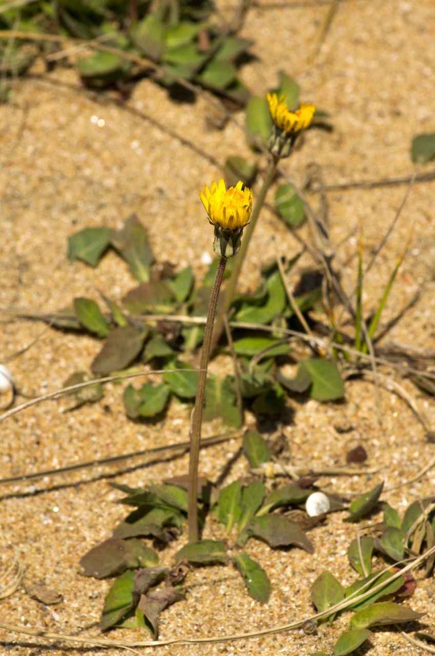 Crepis suffreniana habit