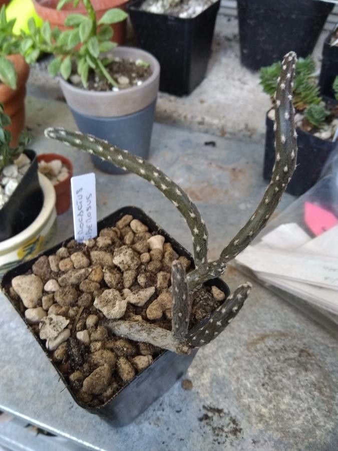 Pterocactus tuberosus leaf