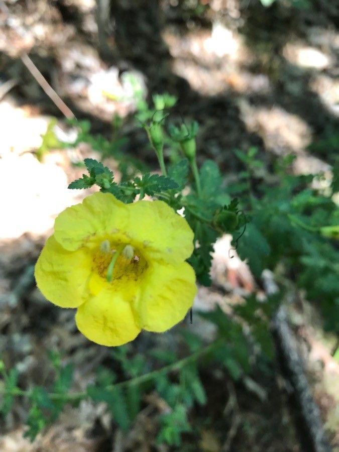 Aureolaria pectinata flower