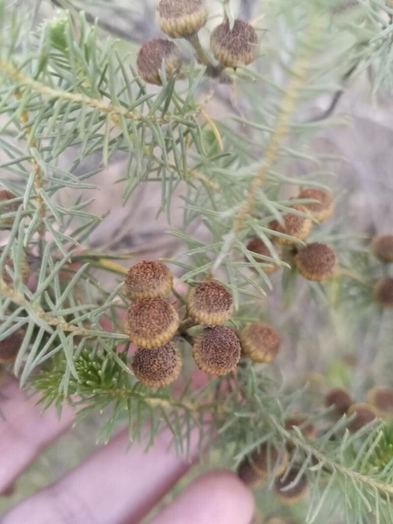 Baccharis aliena flower