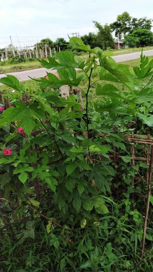 Morus australis fruit