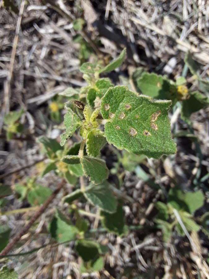 Triumfetta flavescens leaf