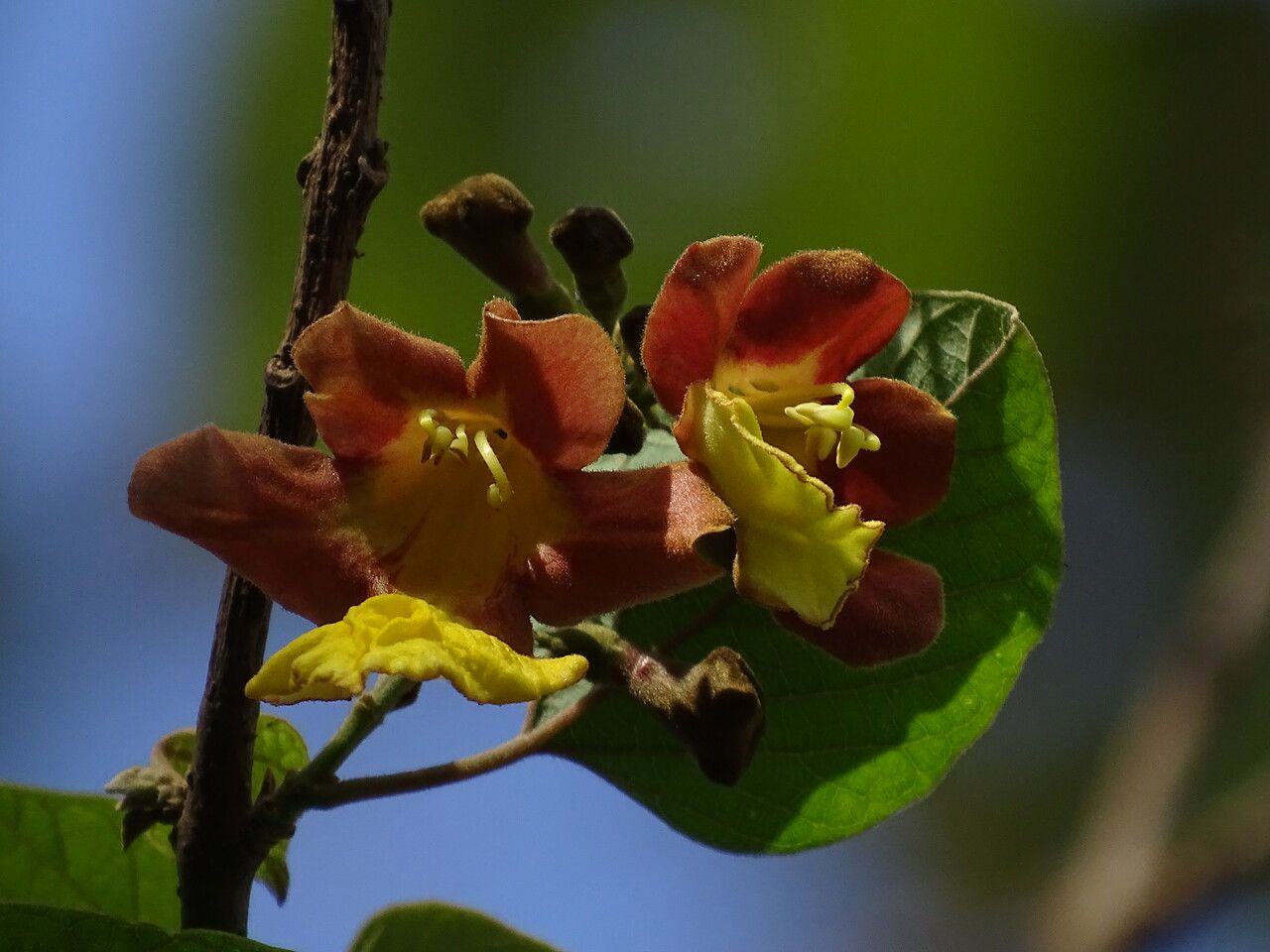 Gmelina arborea flower