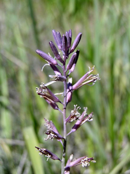 Thelypodium stenopetalum — houseplant care guide