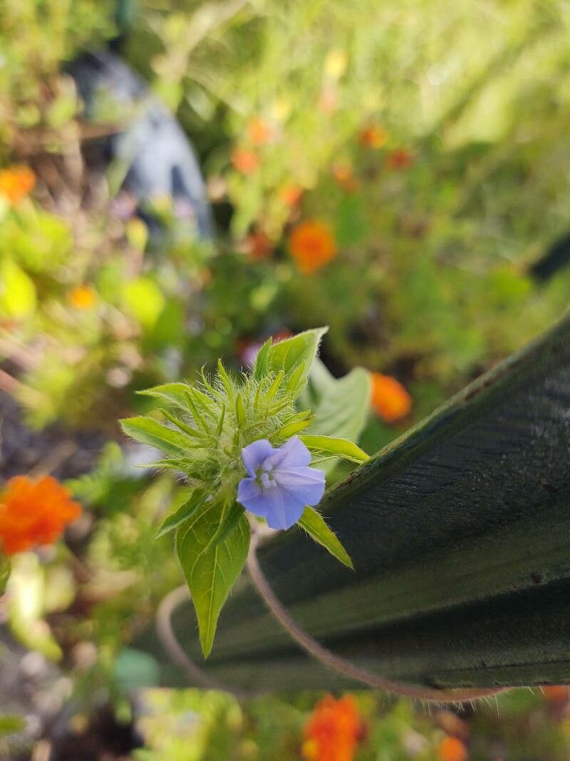 Jacquemontia tamnifolia flower