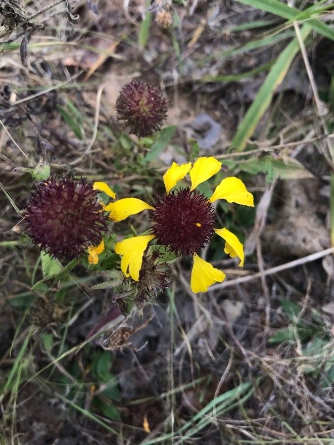 Gaillardia aestivalis